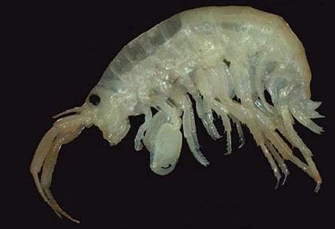 The new marine amphipod species Demaorchestia alanensis