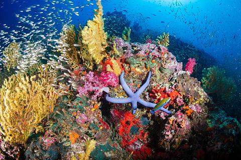 The devastation wrought on tropical coral reefs will soon visit other ecosystems. Photo: iStock
