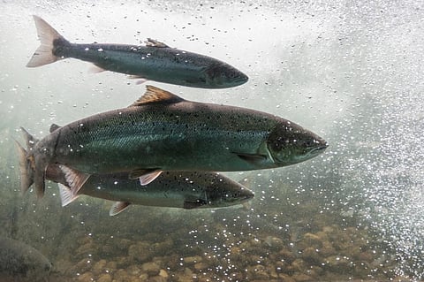 Global population of Atlantic salmon (Salmo salar) dropped by 23% between 2006 and 2020, pushing the species from least concern category to near threatened. Photo: iStock