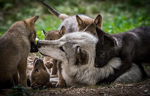 An adult wolf with pups. Photo: iStock