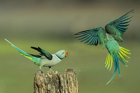 Photo: iStock