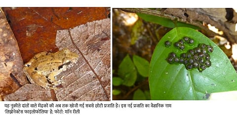 इंडोनेशिया में खोजा गया दुनिया का सबसे छोटा नुकीले दातों वाला मेंढक, जानिए क्यों है विशेष