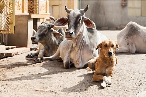 भारतीय गलियों में आराम करती गायें; फोटो: आईस्टॉक 