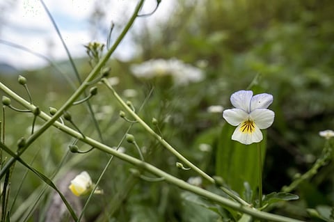 Viola arvensis or field pansies. Photo: iStock