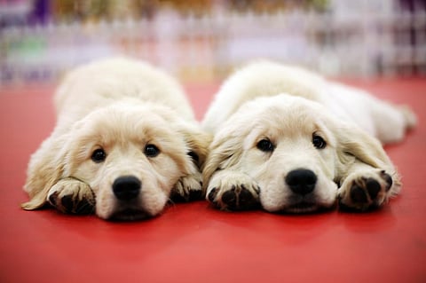 Photo: iStock