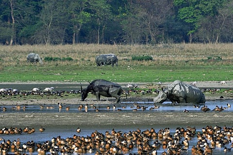 The study questioned the possibility of allocating an additional 20.8 million sq km of land for establishing protected areas and restoring degraded land while also expanding food production and land-based carbon dioxide removal. Photo: iStock