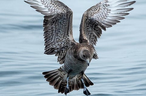 Flesh-footed shearwater. Photo: Shivashankar and Gopalkrishna of Coastal Karnataka Birder's Network