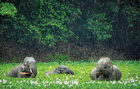 फोटो:जयंता गुहा