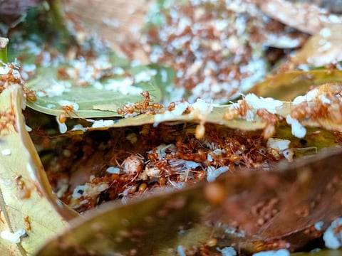 Red weaver ants or Kai in their nests made of leaves. Photo: Ashis Senapati