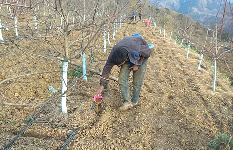 मॉनसून के बाद बारिश और अब बर्फबारी न होने से हिमाचल के सेब बागवान खासे नाउम्मीद हैं। फोटो: रोहित पराशर  