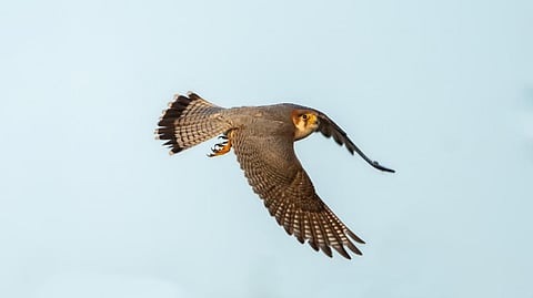 Photo: iStock