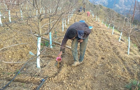 Orchardists and farmers in Himachal Pradesh are expecting a poor Rabi harvest this time due to the dry post-monsoon season. Photo: Rohit Prashar