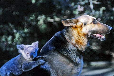 Photo: iStock