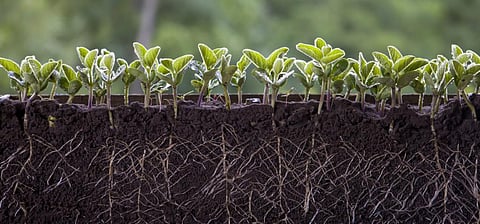 Photo: iStock