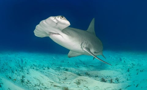 A hammerhead shark. Photo: iStock