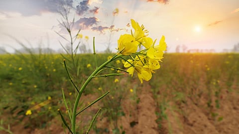 Photo: iStock