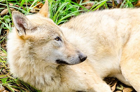 A Himalayan Wolf. Photo: iStock