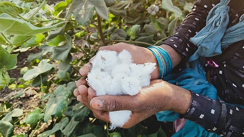 भरूच में औद्योगिक इकाइयों का विस्तार से कपास के खेत और उत्पादन दोनों प्रभावित हो रहे हैं! फोटो: वर्षा सिंह