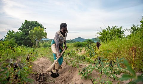 An African farmer works in a manioc field. Photo: iStock