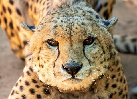 Freddie, rechristened as Shaurya, was brought to India in September 2022. Photo: Cheetah Conservation Fund