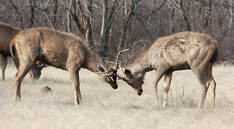 Two Sambar stags lock antlers in Ranthambore, Rajasthan. Photo: iStock