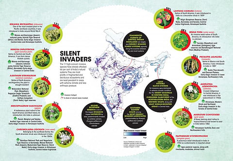 These 11 invasive alien species have wrought havoc on India’s natural systems 