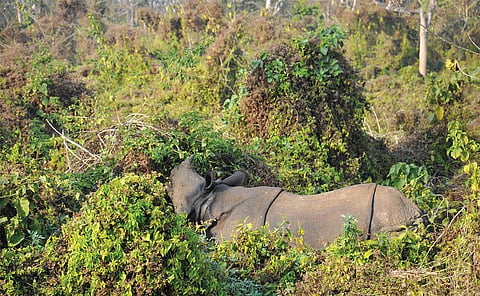 भोजन के अभाव में गैंडे आक्रामक प्रजाति मिकानिया माइक्रांथा को खाने लगे हैं। फोटो: नरेश सुबेदी 