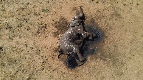 Photo: IFAW