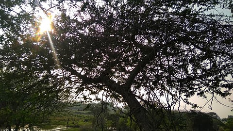 Prosopis juliflora is a top priority invasive species in Tamil Nadu. Photo for representation: iStock