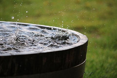 You may hardly feel a raindrop, but for some tiny insects, one drop can have an intense impact. Photo: iStock