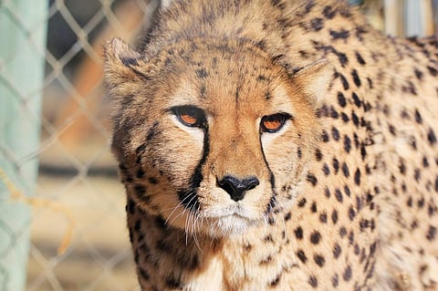 Namibian cheetah Siyaya, now known as Jwala, has birthed her second litter. Photo: Cheetah Conservation Fund