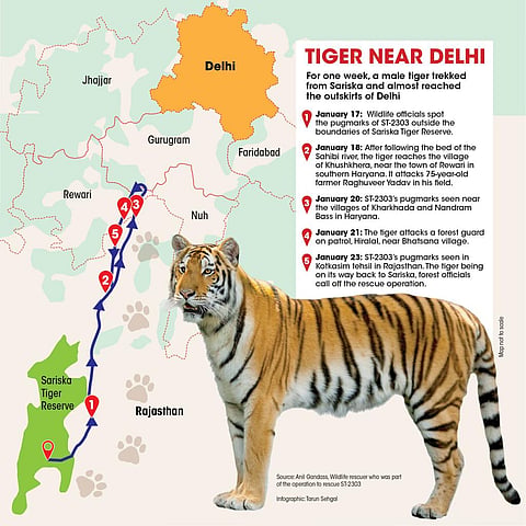 When a tiger reached Delhi’s backyard 