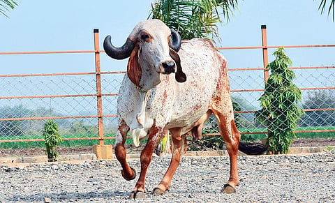 राष्ट्रीय गोकुल मिशन में मुख्य रूप से गीर नस्ल की गाय की संख्या बढ़ाने पर जोर दिया जा रहा है (फोटो: मयूर सिसोदिया)