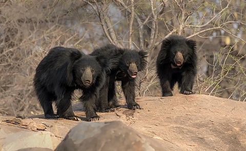 Sloth Bears in Daroji Sloth Bear Sanctuary, Karnataka. Photo: iStock