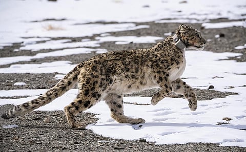 A Snow Leopard in Hemis National Park, Ladakh. Photo: iStock