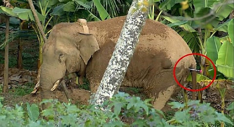 20-year-old jumbo Tanneer Komban had to be shot with tranquilising darts twice. Photo by special arrangement: Coovercolly Indresh