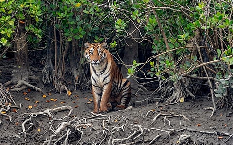 The Sundarbans is the largest river delta in the world, shared by India and Bangladesh. Its 100,000 sq km are home to Bengal tigers, estuarine crocodiles and bull sharks. Photo: iStock