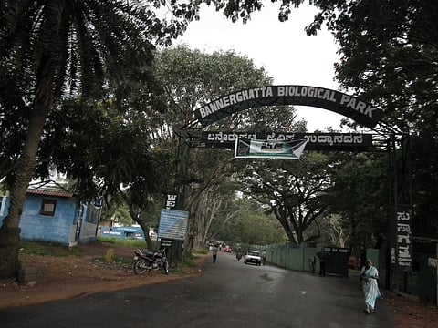 The project also includes plans to fell 1,288 trees within BNP, with the corridor cutting through the elephant habitat. Photo: M Raghuram