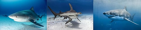 (From left) A Bull Shark, A Great Hammerhead Shark (Centre) and a Great White Shark (Right). Photos by iStock. Collage: Chaitanya Chandan / CSE
