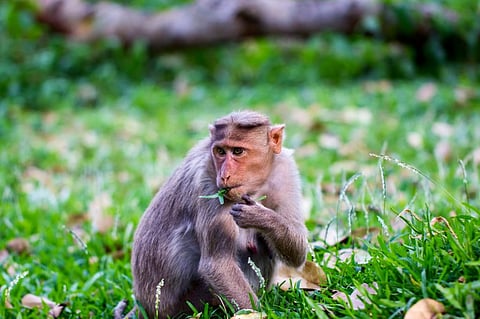 Kyasanur forest disease is transferred to humans either by making contact with animals such as monkeys, livestock, shrews and rodents harbouring infected ticks or directly through tick bites. Photo for representation: iStock