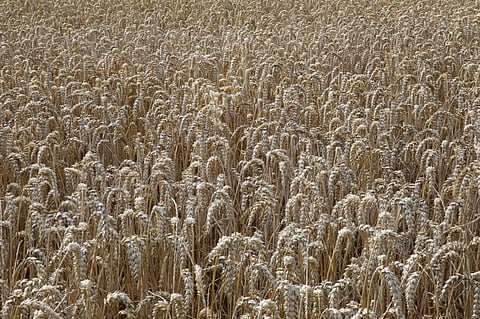 Photo for representation: iStock
