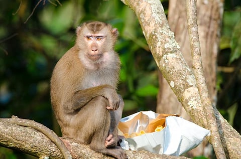 Bonnet macaques, other simian species along heavily wooded roads have become habitual beggers for food, depending on junk fed by tourists, say experts. Photo: iStock