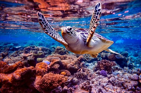 Photo: iStock