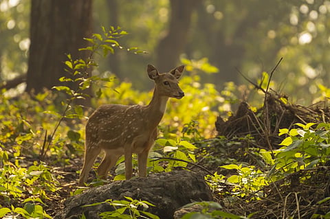 Photo: iStock