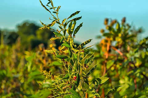 Pigeon pea crop in Salunkwadi, Ambajogai Beed, Maharashtra, India. Photo: iStock