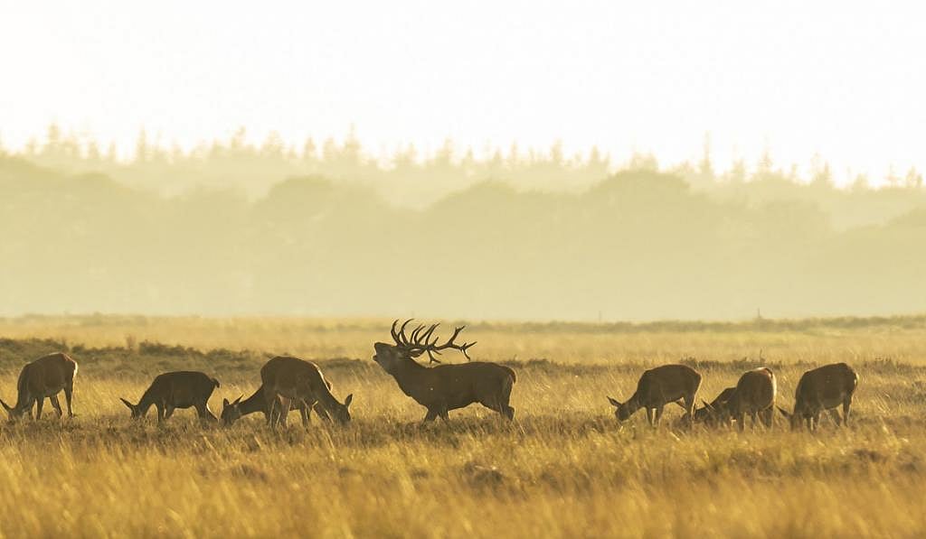 European Parliament adopts nature restor...