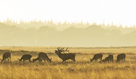 A herd of Red Deer. Representative photo from iStock