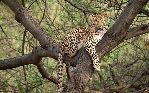 A male Indian leopard rests on a tree in Central India. Photo: iStock