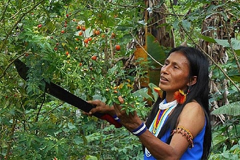 फोटो साभार : एफएओ 