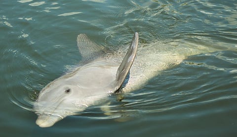 The Gangetic river dolphin is one of four freshwater dolphin species in the world and  is found in India, Bangladesh and Nepal. Photo: iStock